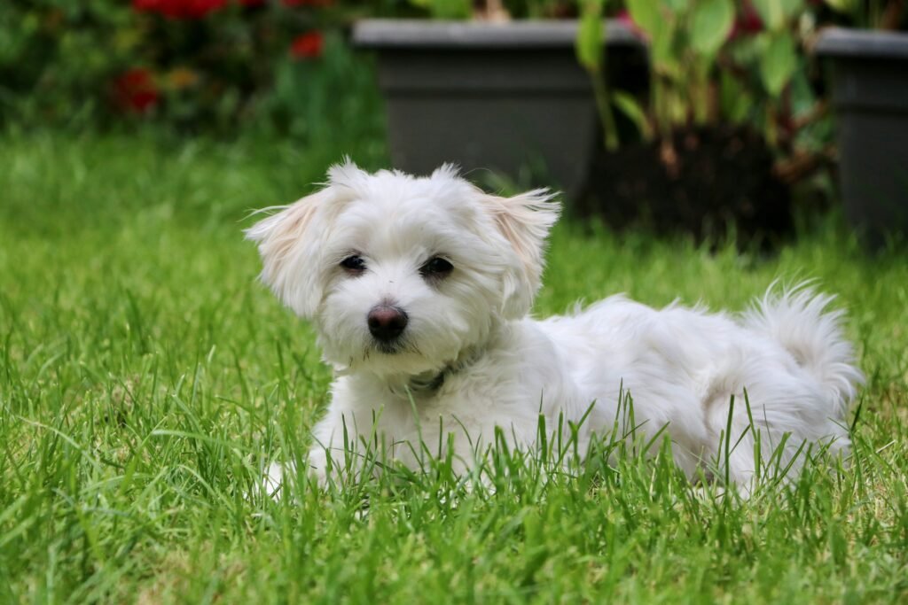 Small Maltese dog with fluffy white coat lying on green grass near garden pots