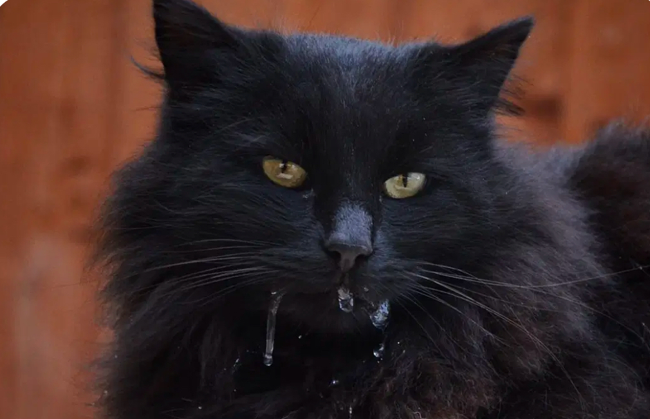 Close-up of a black long-haired cat with amber eyes, visible strands of drool hanging from its mouth.