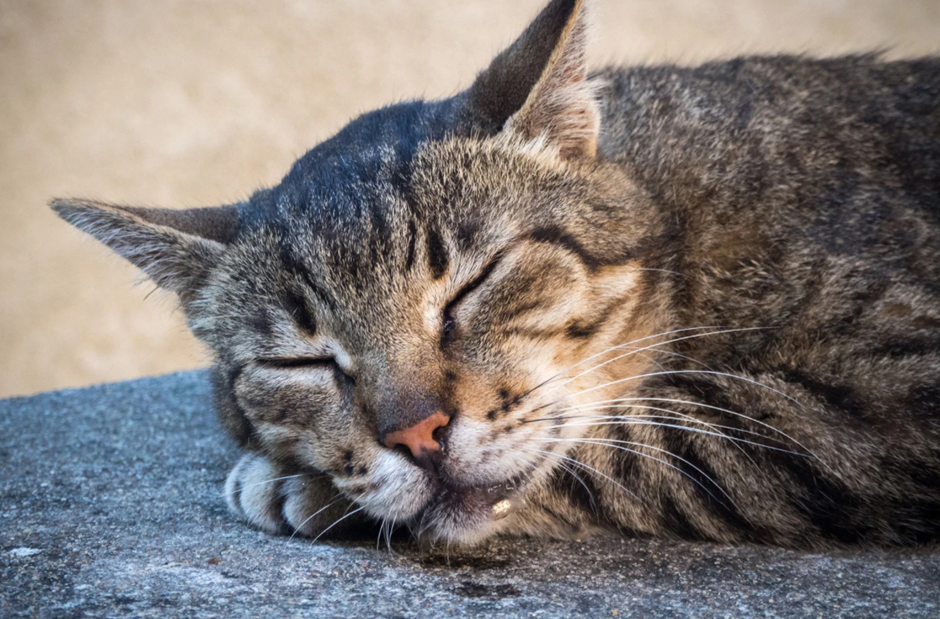 Close-up of a tabby cat sleeping on a ledge, a small bead of drool visible at the corner of its mouth.