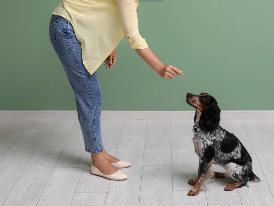Woman in jeans and yellow top training a small black-and-white dog that’s sitting and looking up for a treat.