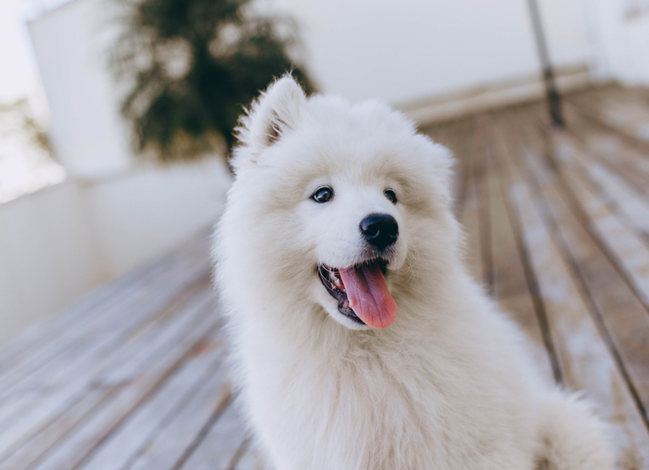 Fluffy white Samoyed puppy on a wooden deck, mouth open and tongue out, looking happy.
