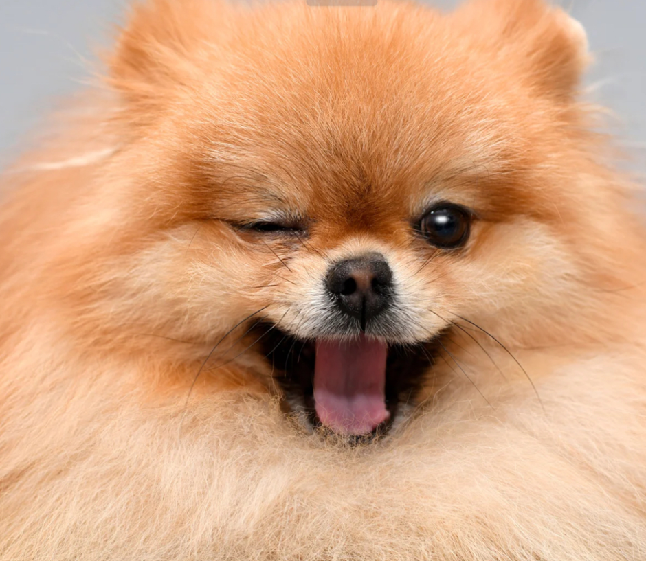 Close-up of a fluffy orange Pomeranian winking and yawning with its tongue out.