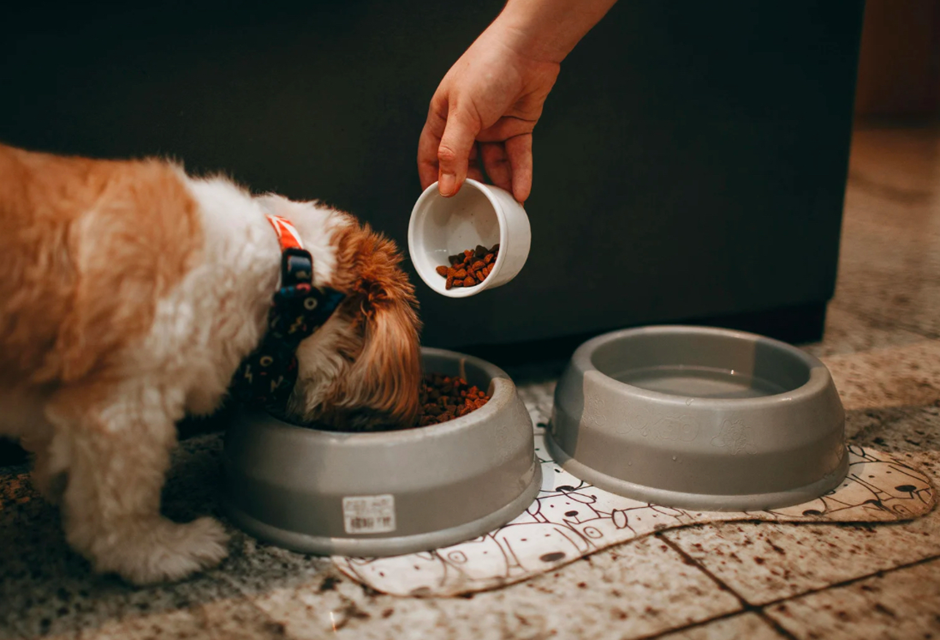 Dog eating from a bowl while an owner measures food with a small cup beside a water dish, illustrating homemade dog food portion control.