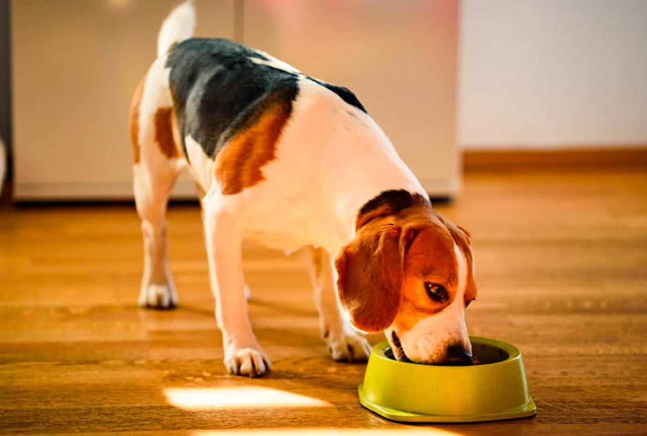 Beagle eating from a green bowl at home, illustrating homemade dog food vs commercial cost and time considerations.