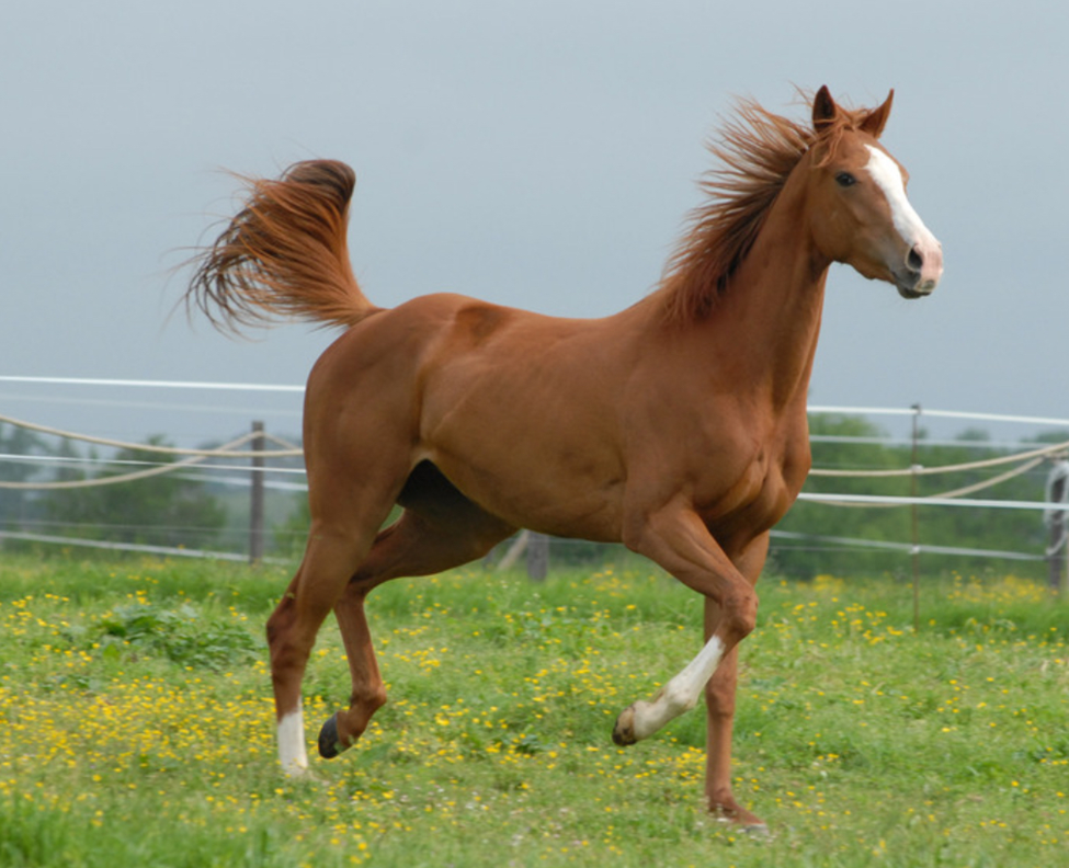 Chestnut horse running in a pasture - shows the real cost to own a horse, from purchase price to daily care and boarding.