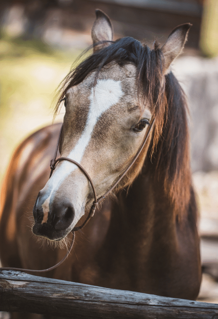 Close-up of bay horse with white blaze in a rope halter at a paddock fence - illustrating the real cost to own a horse, from buying to routine care.
