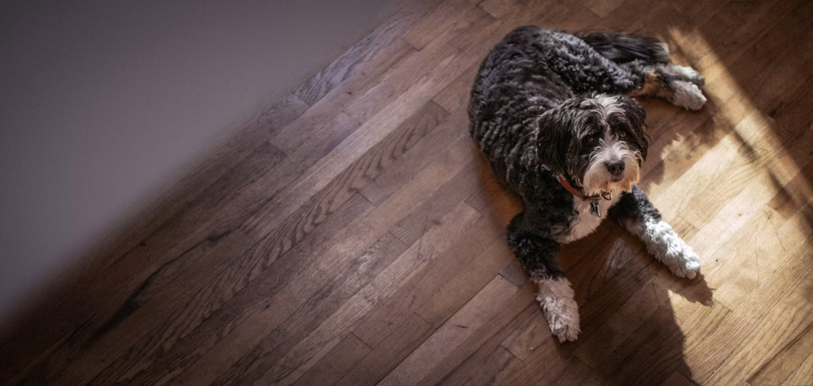 Bernedoodle with black, white, and tan curly coat resting on a hardwood floor in natural light