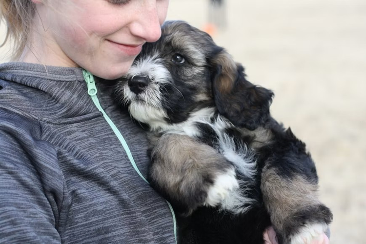 Tricolor Bernedoodle puppy being held affectionately by its own