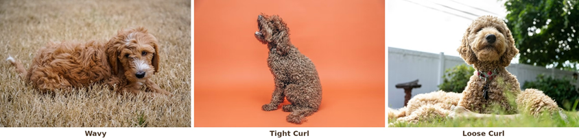 Three doodle coat textures compared side by side: wavy, tight curl, and loose curl