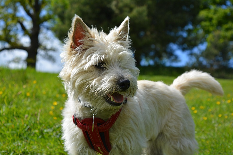 West Highland White Terrier with fluffy white fur and pointy ears on a light background