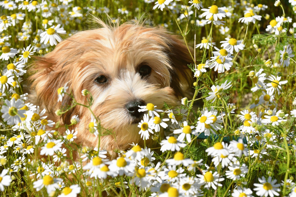 Long-haired Havanese puppy with white and tan fur lying in a field of daisies