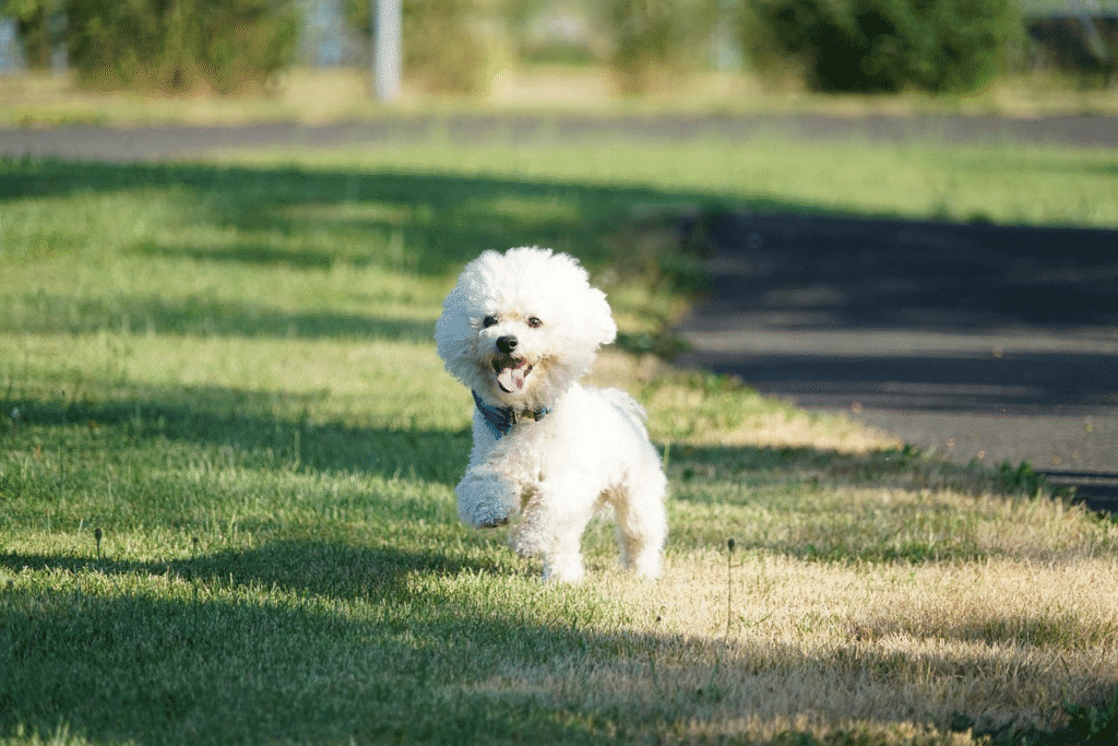 White Bichon Frise running on grass with mouth open and curly coat bouncing