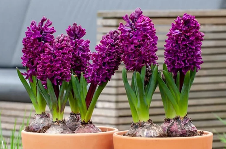 Hyacinth bulbs in a pot; bulbs are most toxic to cats if ingested.