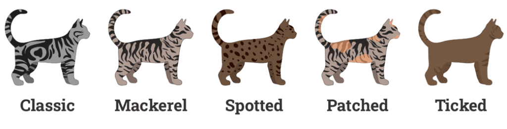 Different tabby cat patterns: classic, mackerel, spotted, ticked, and patched