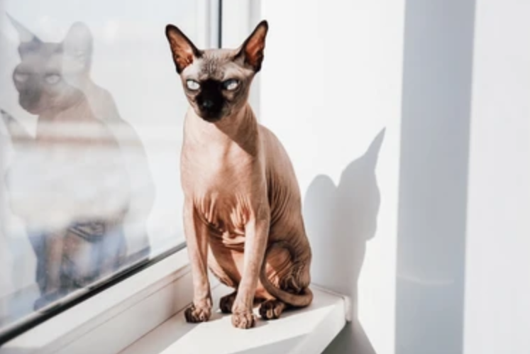 Hairless Sphynx cat basking under sunlight.