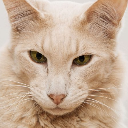 Close-up of a Javanese cat