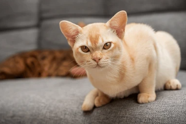 Burmese cat lying calmly on a chair