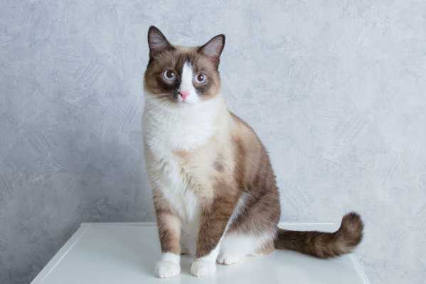 Snowshoe cat with white paws and blue eyes sitting on table