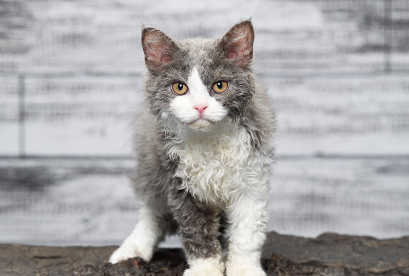 Selkirk Rex cat with curly fur