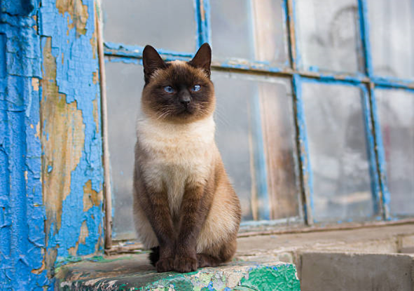 Tonkinese cat with aqua eyes sitting near window