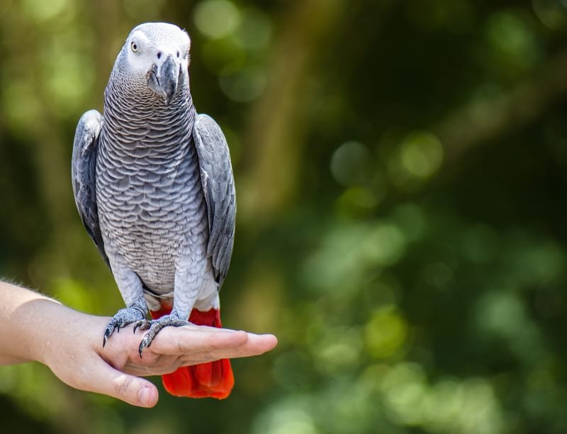 African grey parrot sitting on a hand