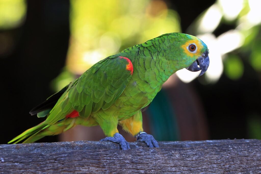 Green Amazon parrot on a wooden perch