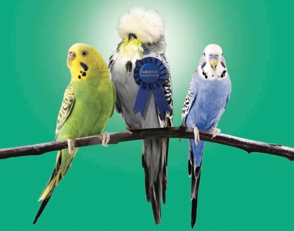 Budgies on a branch with a blue ribbon on the center one