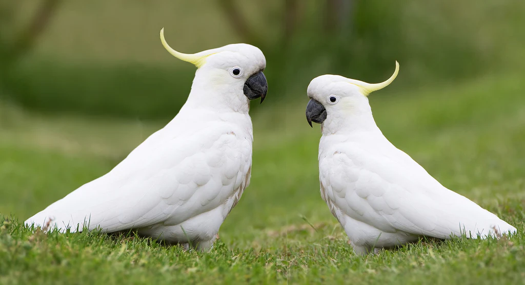 Two white cockatoos standing on green grass