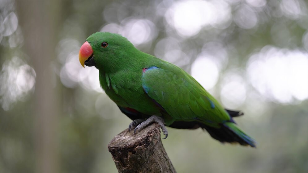 Green Eclectus parrot on a stump