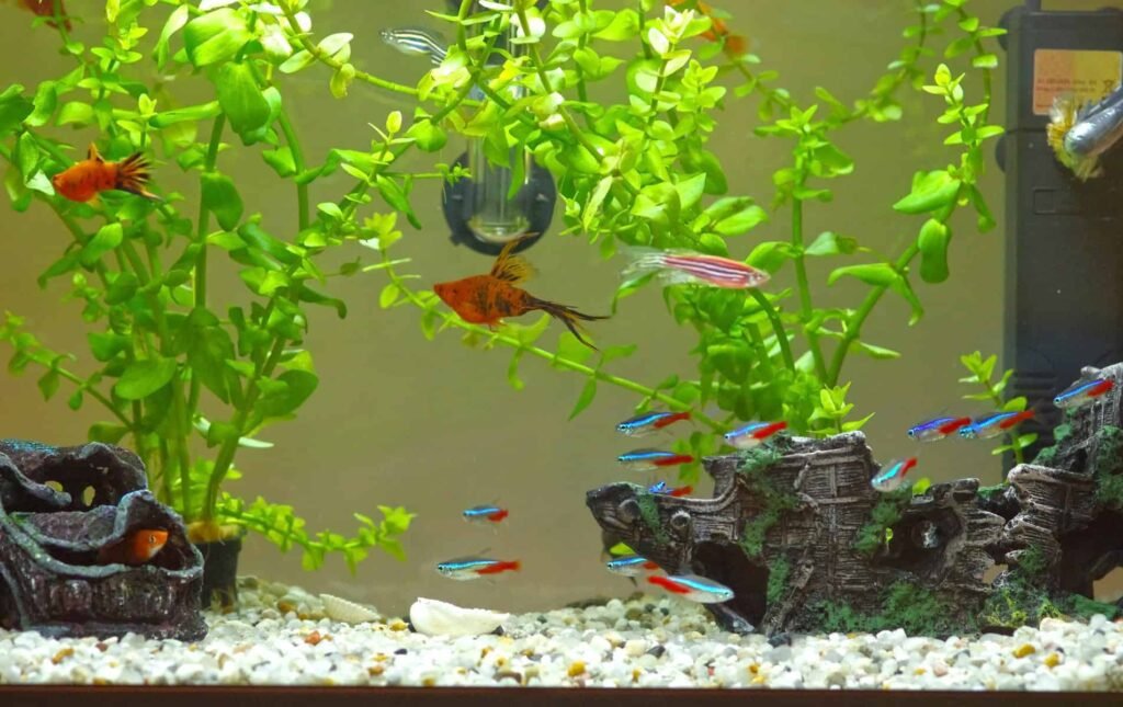 Bright neon tetra swimming peacefully near aquatic plants