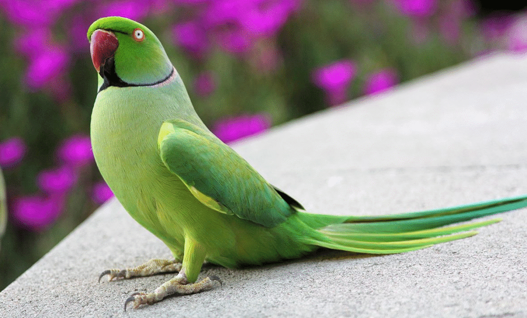 Indian Ringneck Parakeet standing on concrete