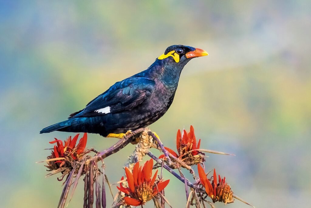 Hill Mynah with glossy black feathers and yellow facial wattles