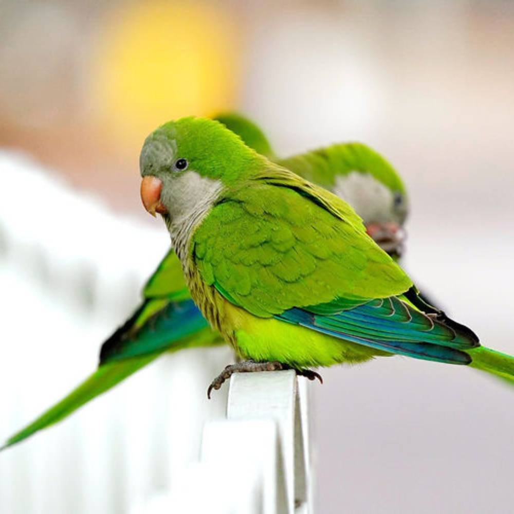 Quaker parrot perched on white rail