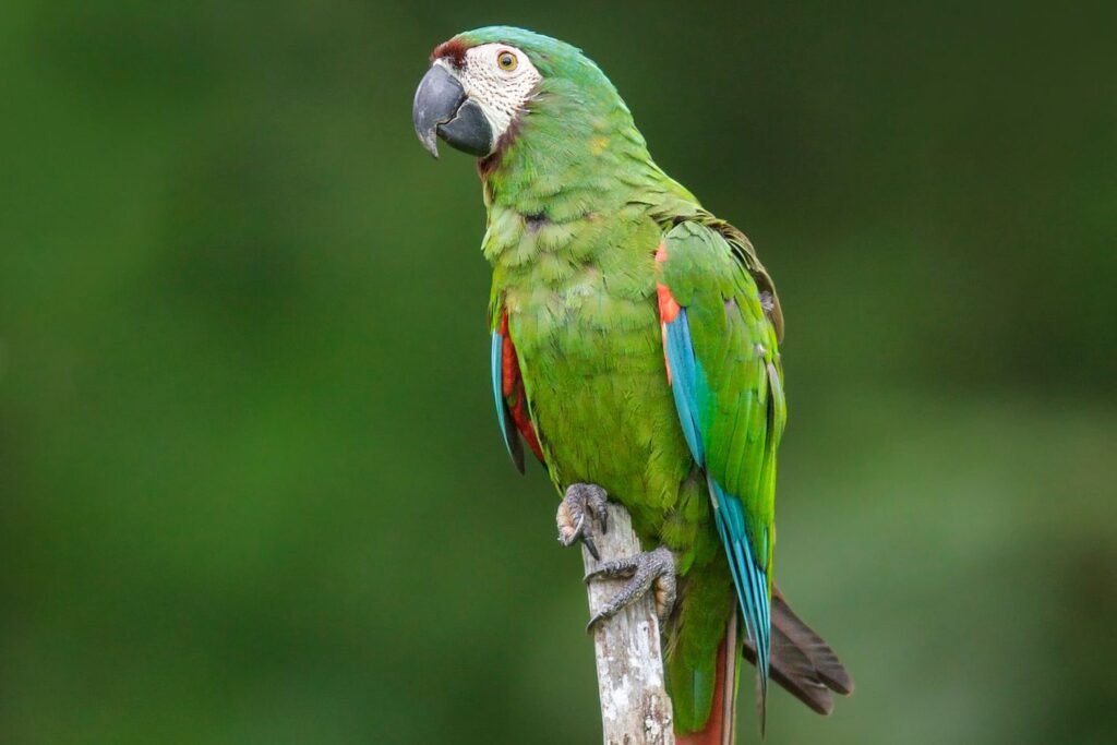 Severe macaw sitting on a wooden branch