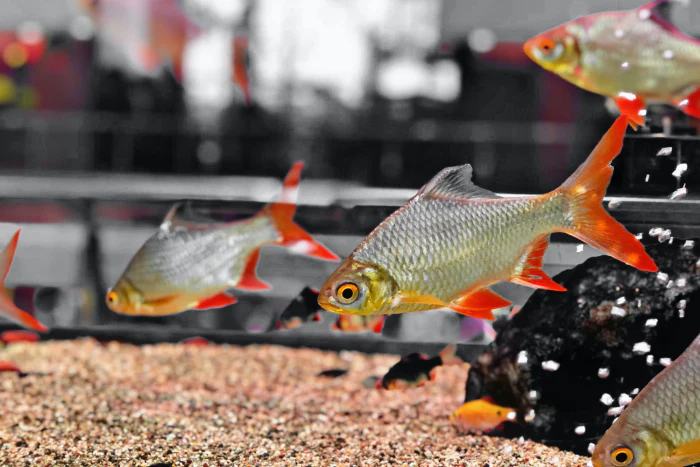 Fish tank setup for fish cycling