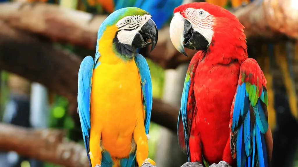 Blue and gold macaw with scarlet macaw on a branch