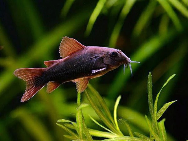Dark-colored Corydoras catfish with contrasting fins moving through aquatic plants