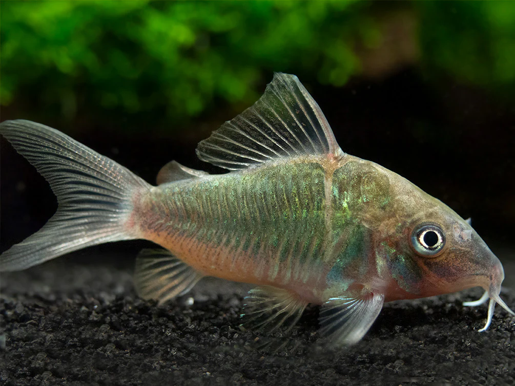 Green shimmering Corydoras catfish with reflective scales sitting on black aquarium gravel