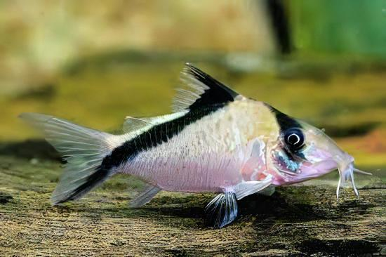 Corydoras melini with a dark banded pattern and light body resting on the tank substrate
