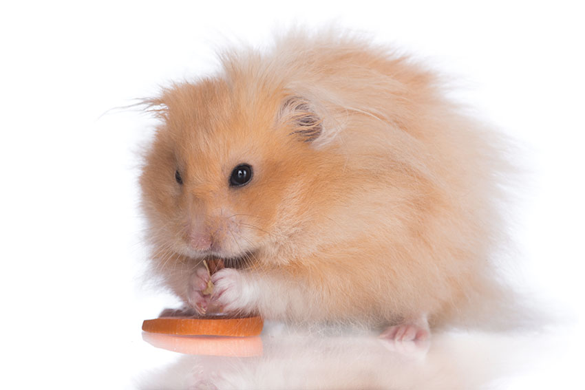 Can Hamsters Eat Fruit? Safe Fruits, Unsafe Choices & a Complete Feeding Guide