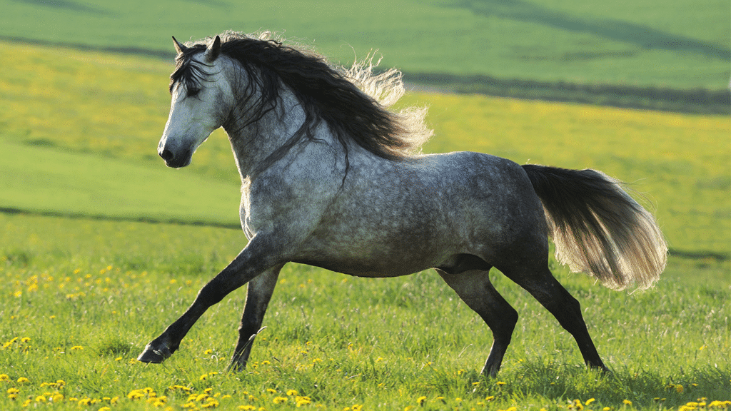Dapple gray Andalusian horse running through a green field with flowing mane