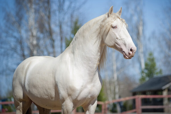 Cremello horse standing in sunlight with pale coat and blue eyes