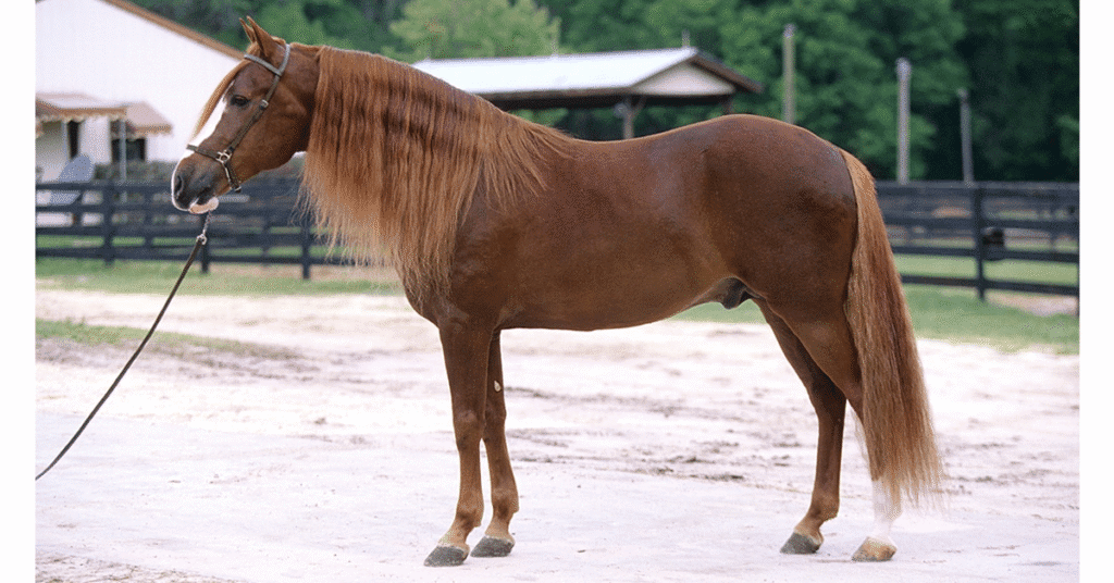 Chestnut gaited horse with long flowing mane standing in a sandy paddock