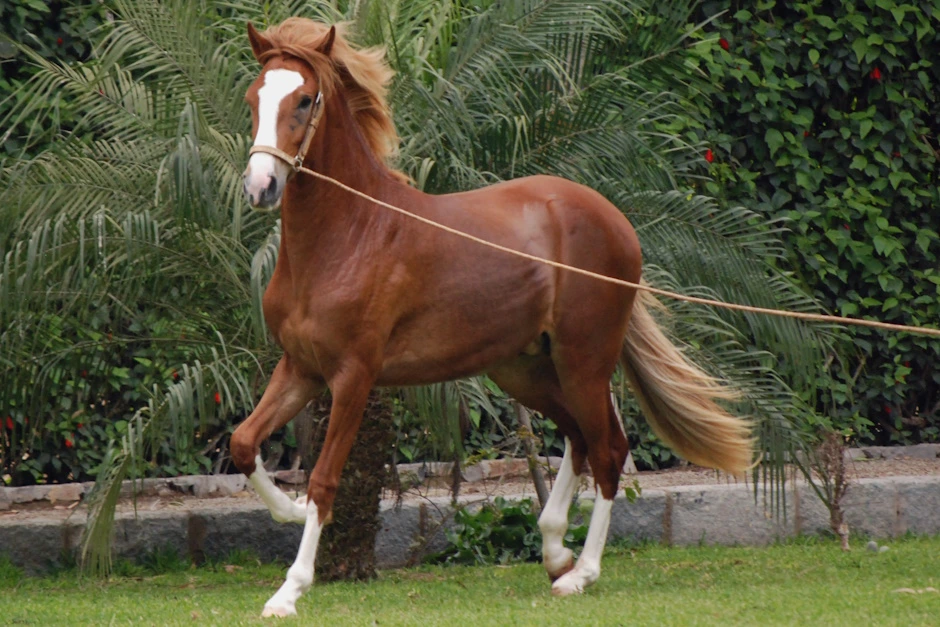 Chestnut horse with white blaze trotting energetically in a garden area