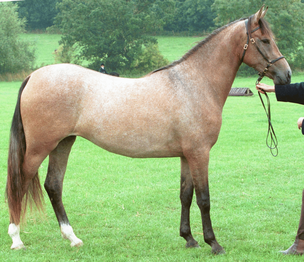 Strawberry roan horse standing in a grassy field with calm posture