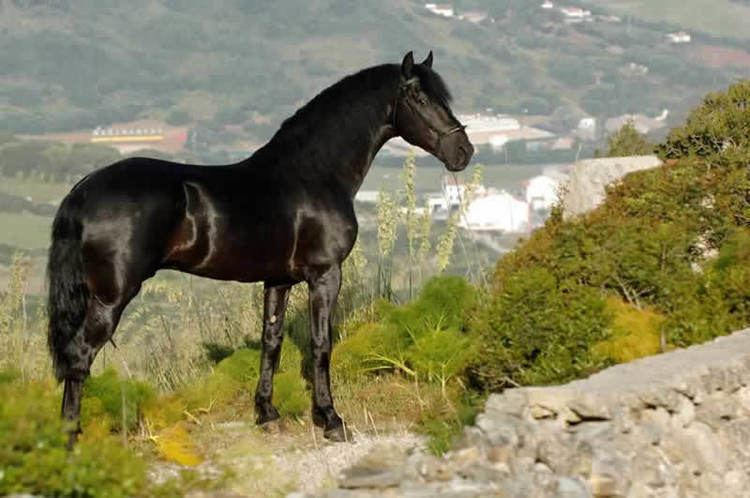 Black Friesian-type horse standing proudly on a hillside