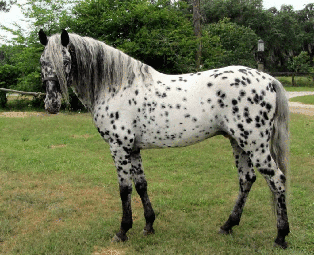 Leopard Appaloosa horse with black spots standing in a green pasture