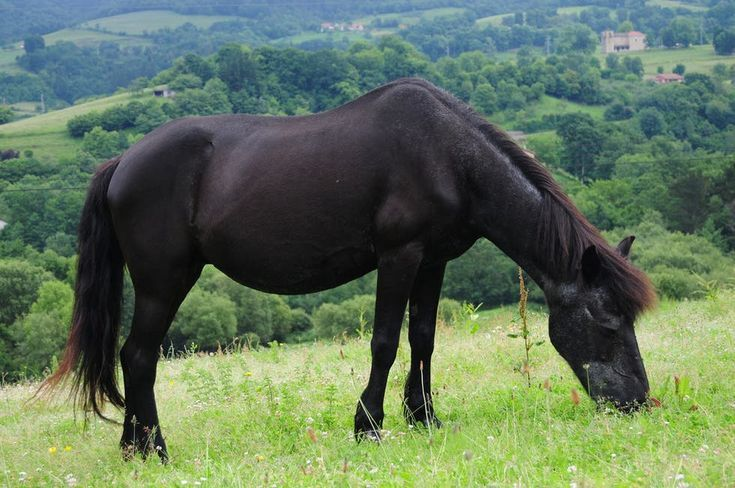Black mountain horse peacefully grazing on a grassy hillside