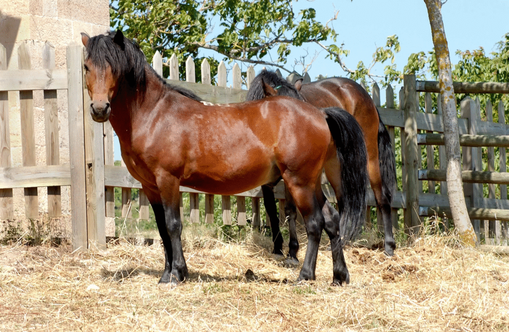 Bay horse standing alert near a wooden fence on a sunny day