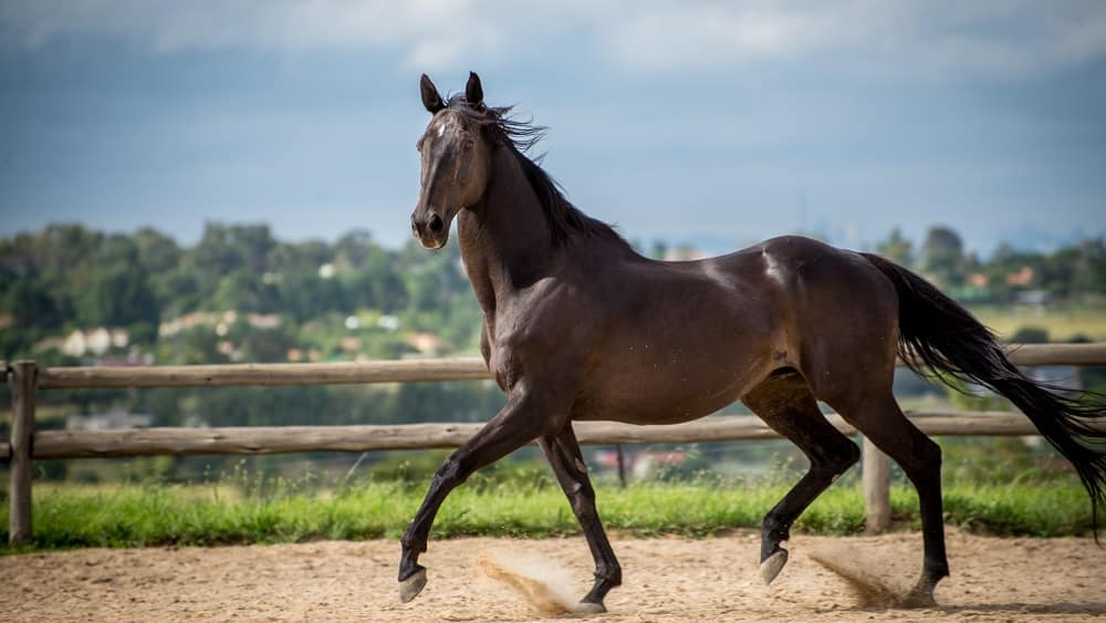 Elegant black horse trotting in an outdoor riding arena